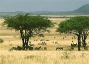 ساوانا (savanna علفزار گرمسیری) چیست؟