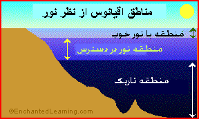 مطلب مرتبط: منطقه تاریک روشن اقیانوس چگونه است؟ 
