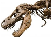 وقتی خشکی ها قاره یکپارچه ای بودند جانوران بر چه اساسی توزیع می شدند؟