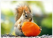 13 حقیقت جالب درباره طبیعت