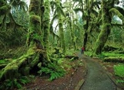 واقعیت های خواندنی درباره جنگل های آمازون