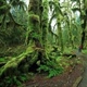 واقعیت های خواندنی درباره جنگل های آمازون