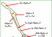 آیا دایناسورها سریع راه می رفتند؟