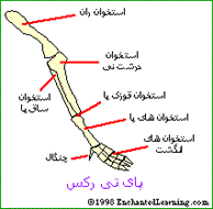 آیا دایناسورها سریع راه می رفتند؟