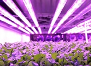 پیچیده ترین مزرعه سرپوشیده جهان