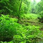 جنگل های ایران