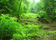 جنگل های ایران