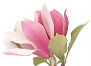 سرگذشت نوروز و تقویم ایرانی