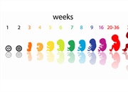 هفته سوم بارداری