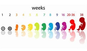 هفته هفتم بارداری