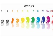 هفته هفتم بارداری