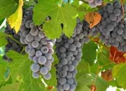 درمان ضعف بدن