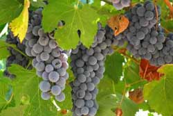 مطلب مرتبط: درمان ضعف بدن 