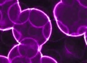 6توصیه مفید علیه سرطان سینه