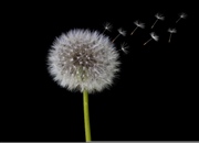 ورم پا را درمان کنید !