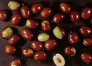 خواص دارویی عناب