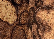 کشف بقایای یک برخورد سیارکی بسیار شدیدتر از آنچه که منجر به انقراض دایناسورها شده بود