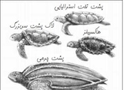 7 متن کوتاه انگلیسی در مورد دریا، طبیعت و جنگل+ ترجمه
