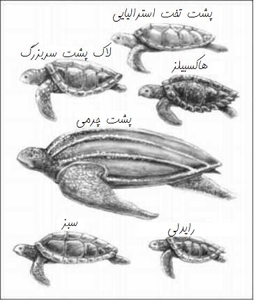7 متن کوتاه انگلیسی در مورد دریا، طبیعت و جنگل+ ترجمه