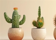 چگونه کاکتوس‌ها به گیاهان محبوب خانگی تبدیل شدند؟