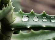 کاکتوس ها هر چند وقت یکبار باید آبیاری شوند؟