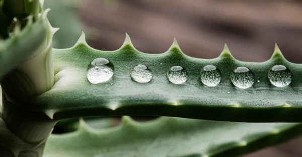 کاکتوس ها هر چند وقت یکبار باید آبیاری شوند؟