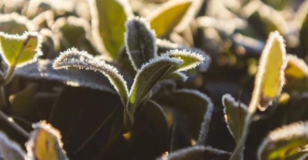 آیا کاکتوس ها به نور مستقیم خورشید نیاز دارند؟