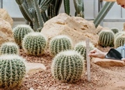 آیا کاکتوس ها نیاز به کوددهی دارند؟