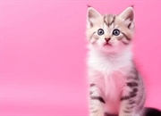 تأثیر رنگ صورتی بر روی رفتار گربه‌ها