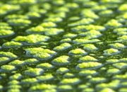 7 نوع اصلی جلبک‌ها و کاربردهای آن‌ها