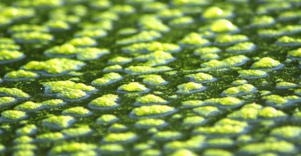 7 نوع اصلی جلبک‌ها و کاربردهای آن‌ها