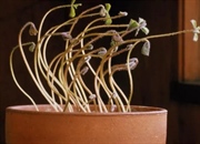 تروپیسم‌های گیاهی: معرفی و بررسی انواع آن‌ها