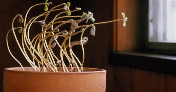 تروپیسم‌های گیاهی: معرفی و بررسی انواع آن‌ها