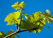 ساختار و آناتومی برگ گیاهان