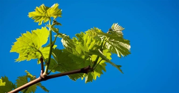 ساختار و آناتومی برگ گیاهان