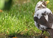 مثال‌ها، علل و تعریف تنوع ژنتیکی