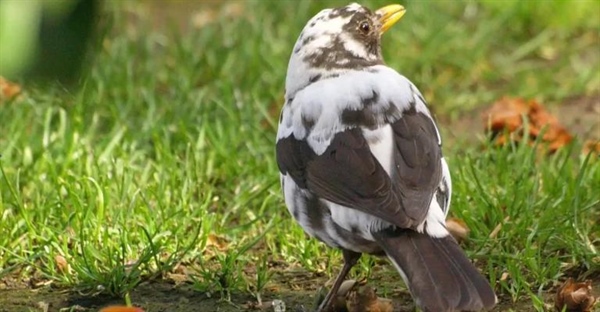 مثال‌ها، علل و تعریف تنوع ژنتیکی