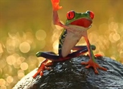 حیوانات چه ویژگی‌هایی دارند؟ | ۸ ویژگی اصلی حیوانات