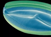 همه چیز درباره پروتیست ها (آغازیان)