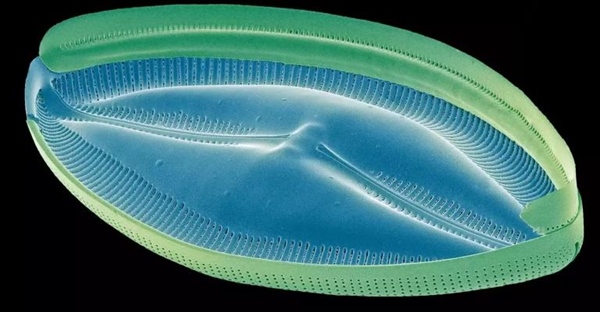 همه چیز درباره پروتیست ها (آغازیان)