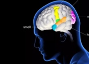 مروری بر حواس پنج گانه انسان