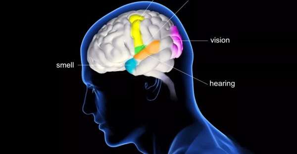 مروری بر حواس پنج گانه انسان