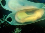 آیا کوسه‌ها تخم‌گذاری می‌کنند؟