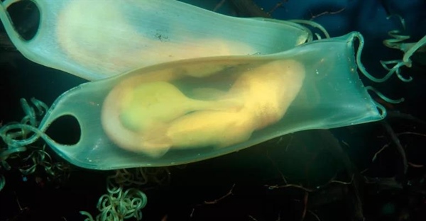 آیا کوسه‌ها تخم‌گذاری می‌کنند؟