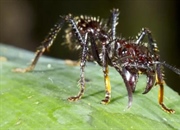 مورچه گلوله زن: نگاهی به زیستگاه، شکارچیان و نیش آن