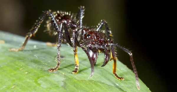 مورچه گلوله زن: نگاهی به زیستگاه، شکارچیان و نیش آن