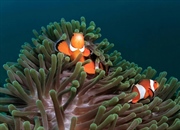 همزیستی متقابل: روابط متقابل در طبیعت