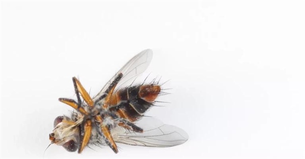 سفت شدن عضلات پس از مرگ | علل و مکانیزم‌های آن