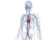 سیاهرگ‌ چیست و چگونه کار می کند؟