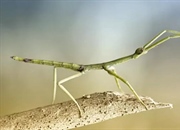 10 حقیقت جالب درباره حشره‌های چوبی